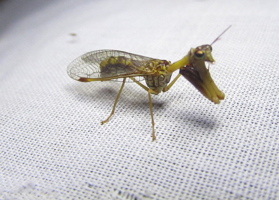 Mantispa styriaca - kétszínű fogólábú-fátyolka