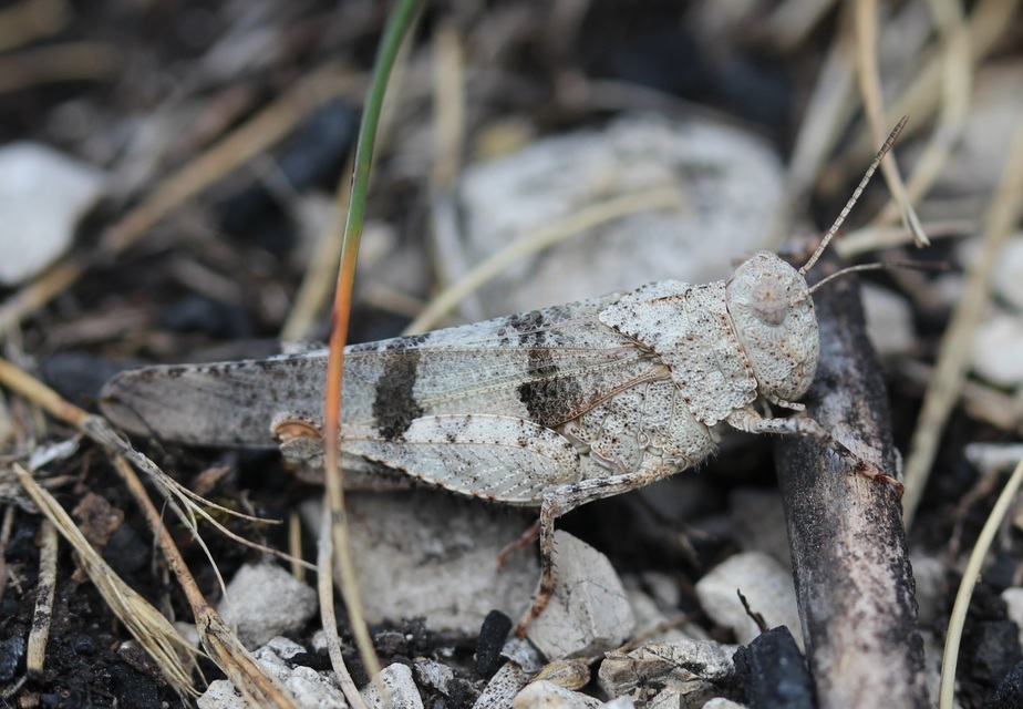 Oedipoda caerulescens - kékszárnyú sáska