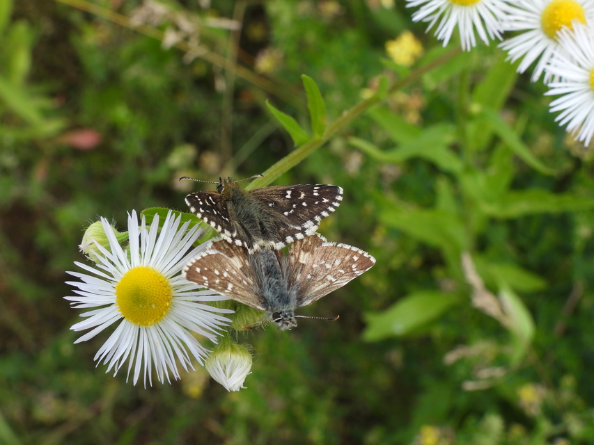 Pyrgus armoricanus - feles busalepke
