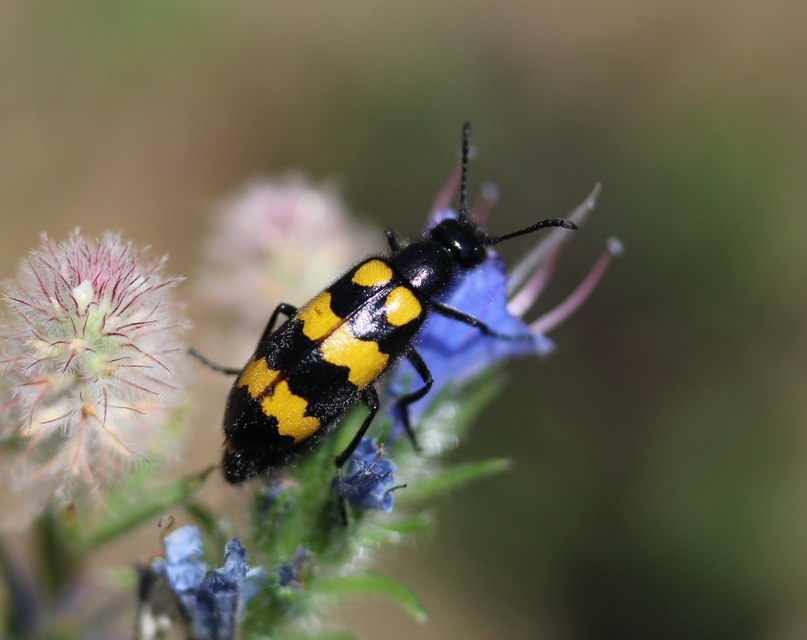 Mylabris variabilis - szalagos hólyaghúzó Mylabris variabilis - szalagos hólyaghúzó