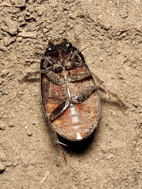 Hydrochara caraboides - kis csibor