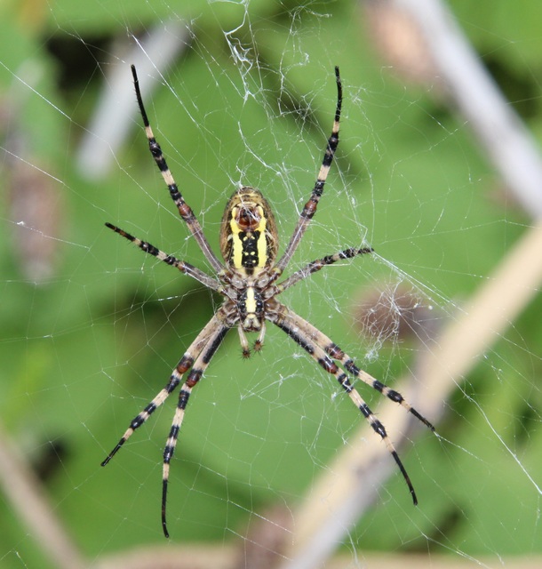 Argiope bruennichi - darázspók