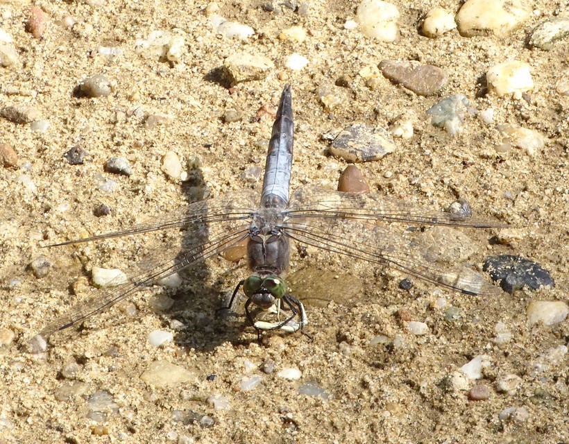 Orthetrum cancellatum - feketefarkú pásztorszitakötő