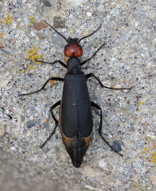 Epicauta rufidorsum - hollóbogár