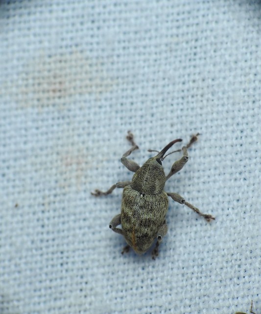 Curculio venosus - tarajos zsuzsóka