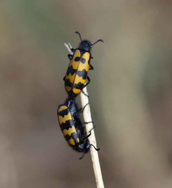 Hycleus tenerus - kis hólyaghúzó