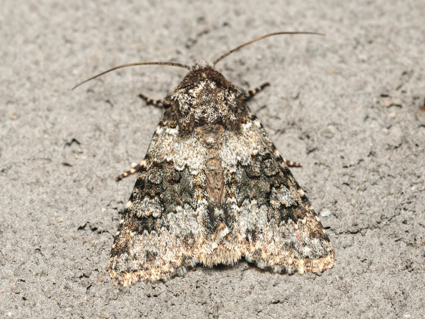 Hecatera dysodea - parajbagoly