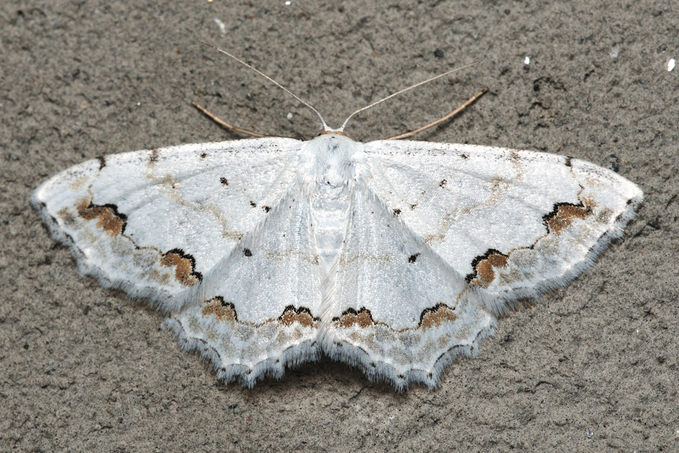 díszes fehéraraszoló - Scopula ornata