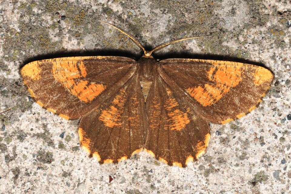 sárga kökényaraszoló - Angerona prunaria