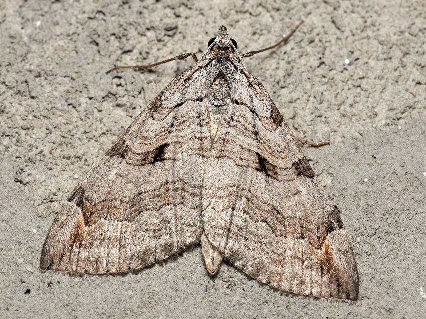 szürke csíkosaraszoló - Aplocera plagiata