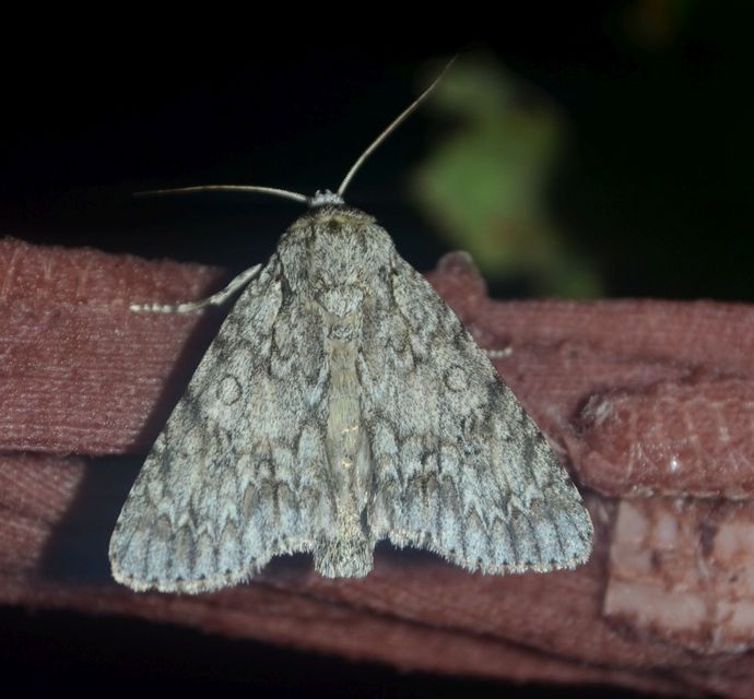 vadgesztenye-szigonyosbagoly - Acronicta aceris