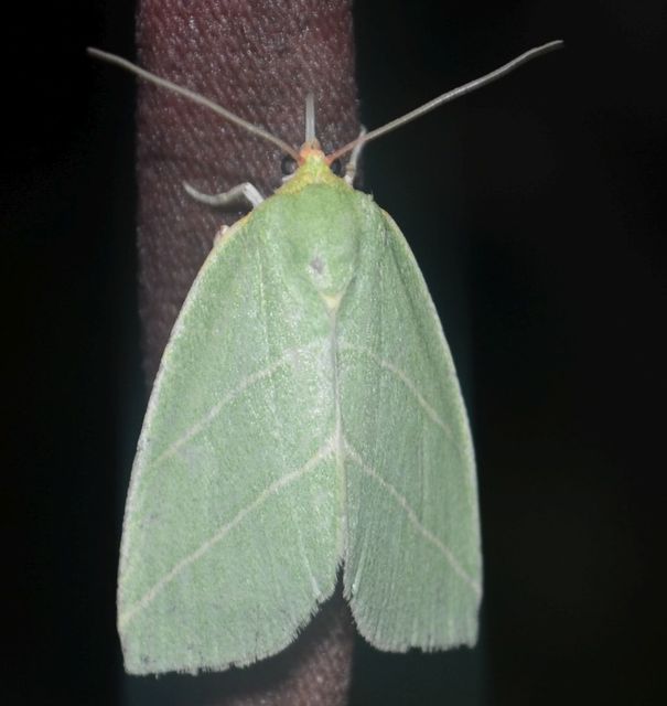 tölgyfa-zöldbagoly - Bena bicolorana