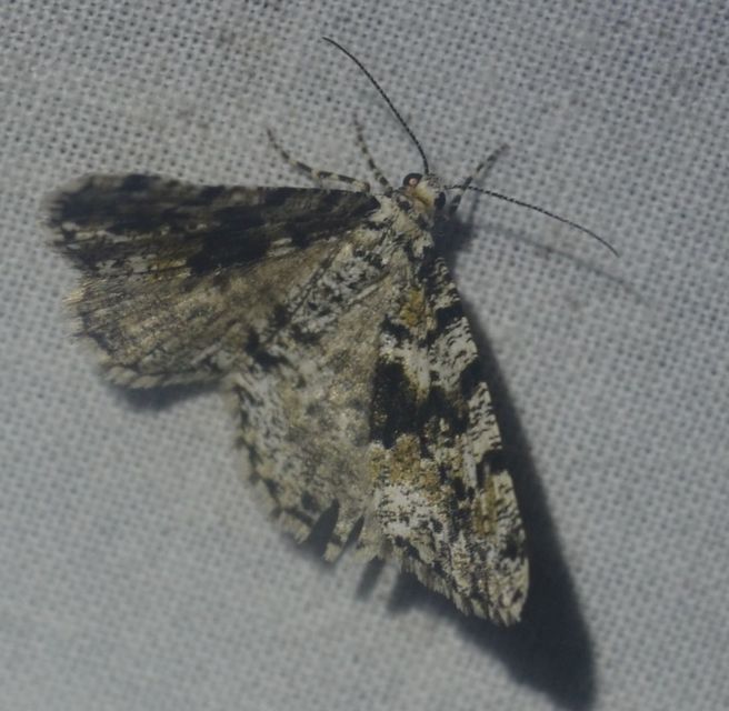 bükkfaaraszoló - Fagivorina arenaria