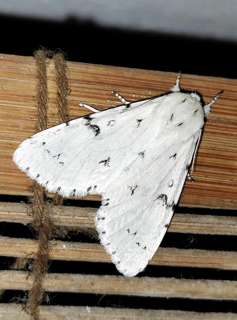 fehér szigonyosbagoly - Acronicta leporina