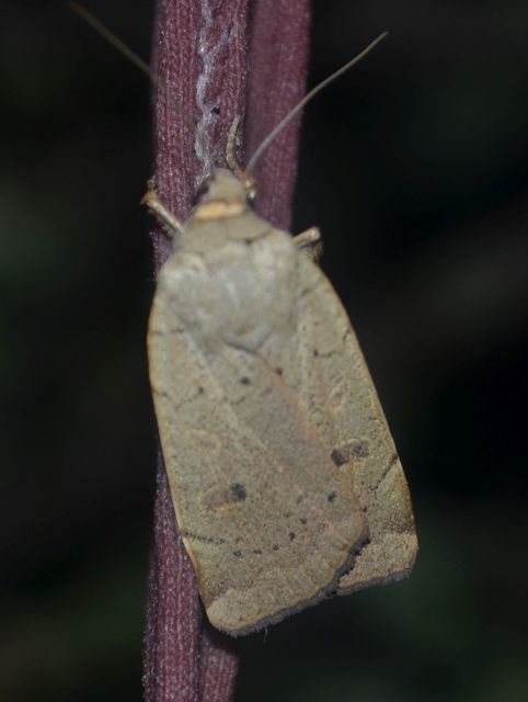 kis sárgafűbagoly - Noctua comes
