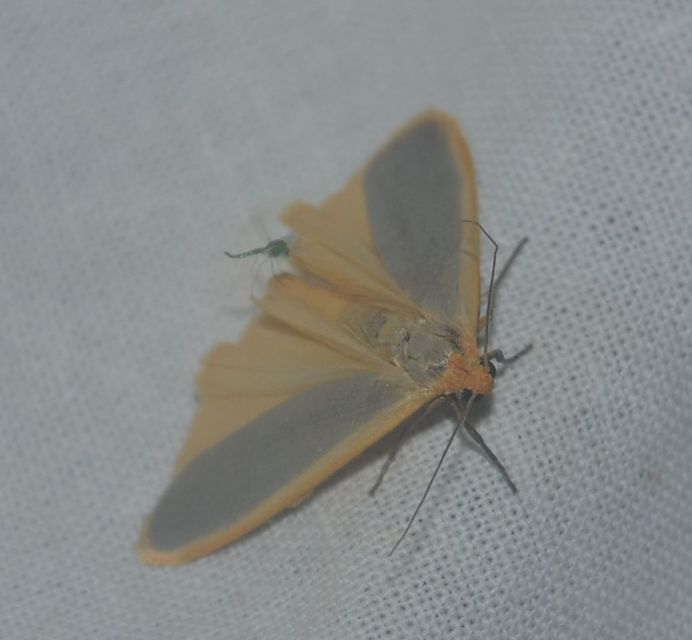 fakó zuzmószövő - Eilema lurideola