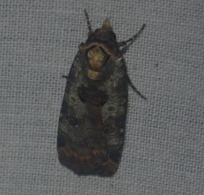 Epilecta linogrisea - karcsú sárgafűbagoly