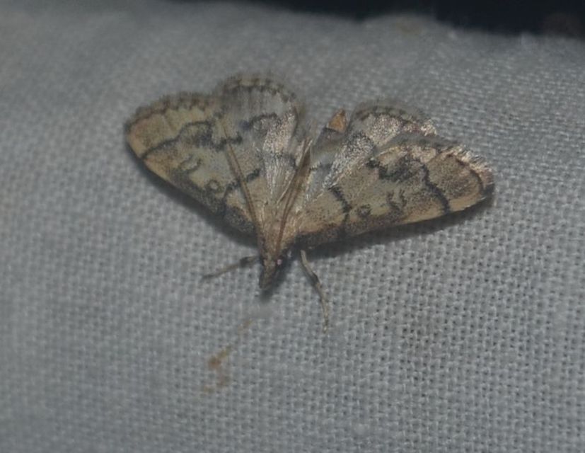 Metasia ophialis - kígyósávos tűzmoly
