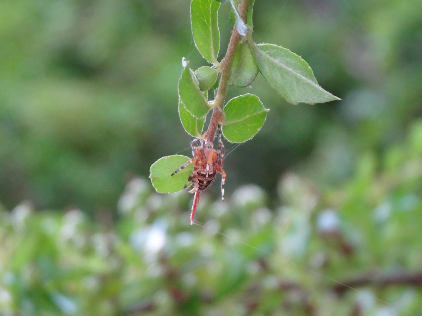 Araneus diadematus - koronás keresztespók