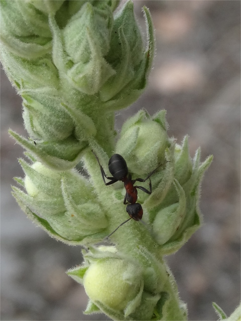 Formica pratensis - réti vöröshangya