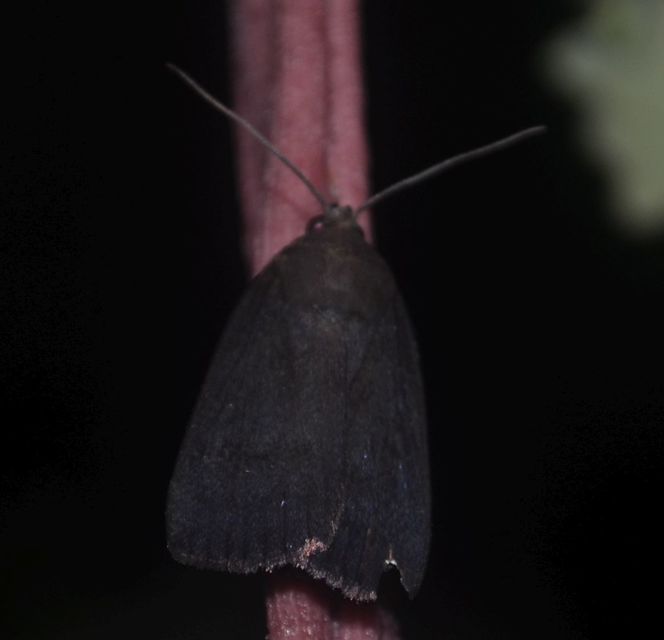 zsírfényű bagoly - Amphipyra livida