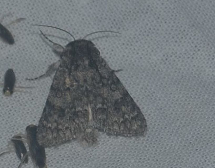 kutyatej-szigonyosbagoly - Acronicta euphorbiae