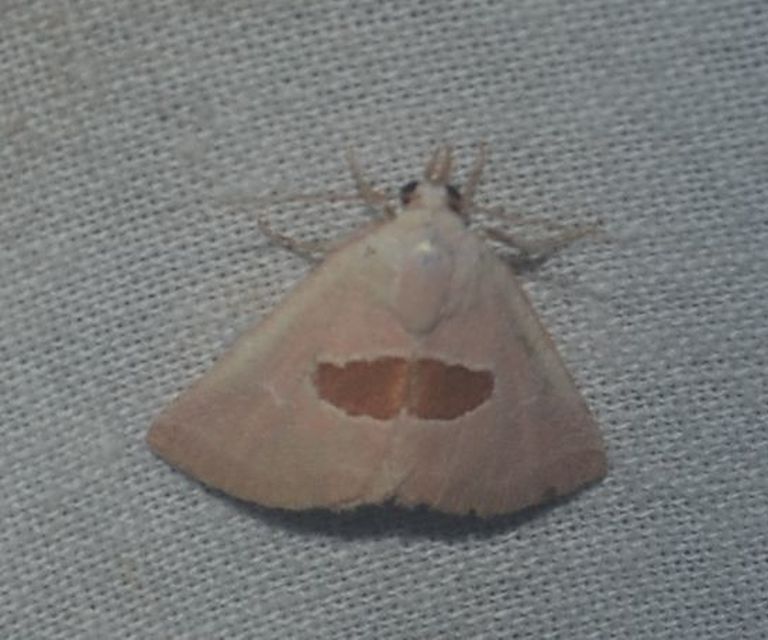 pajzstetűfaló bagoly - Calymma communimacula