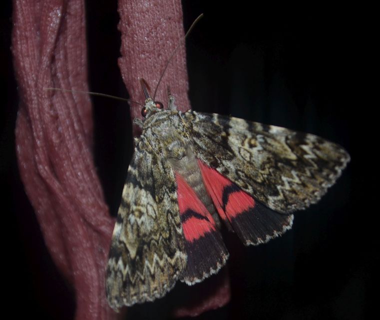 Catocala promissa - kis tölgyfa-övesbagoly