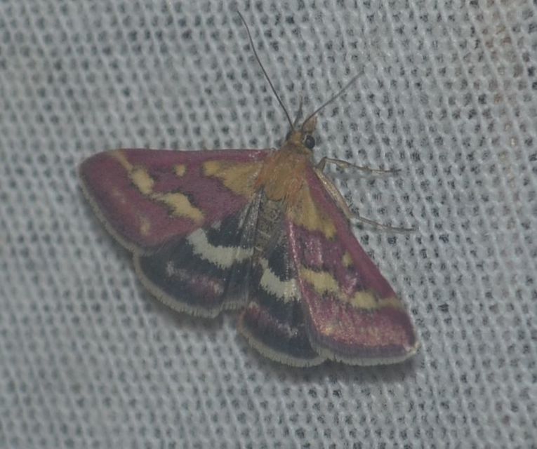 Pyrausta ostrinalis - ritka bíbormoly