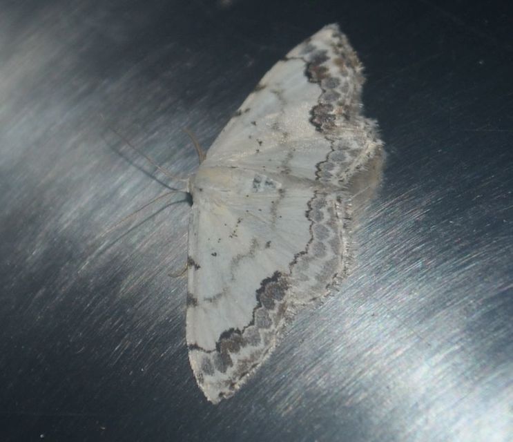 tarka fehéraraszoló - Scopula decorata