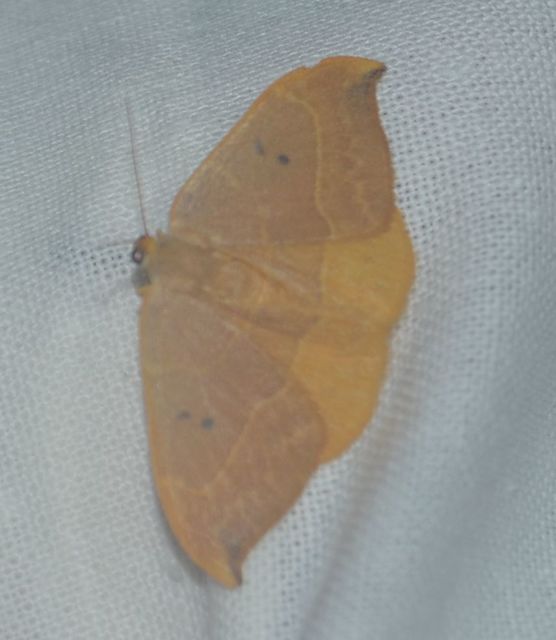 tölgyfa-sarlósszövő - Watsonalla binaria