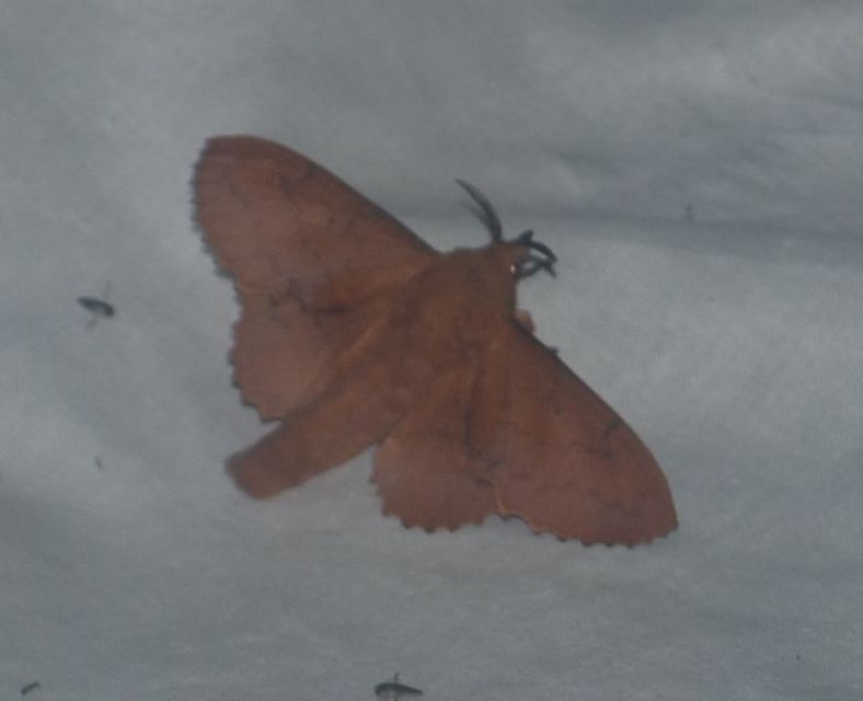 tölgylevélpohók - Gastropacha quercifolia