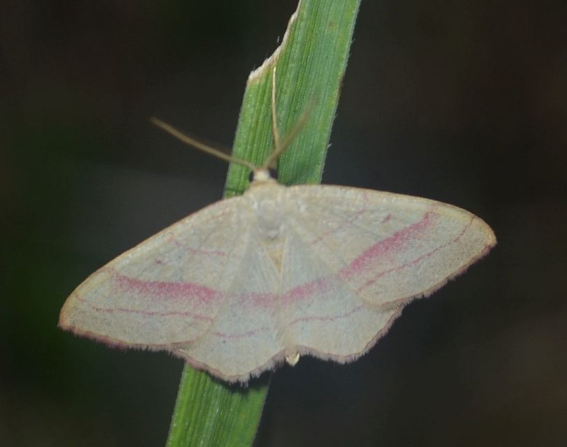 pirosszélű araszoló - Rhodostrophia vibicaria
