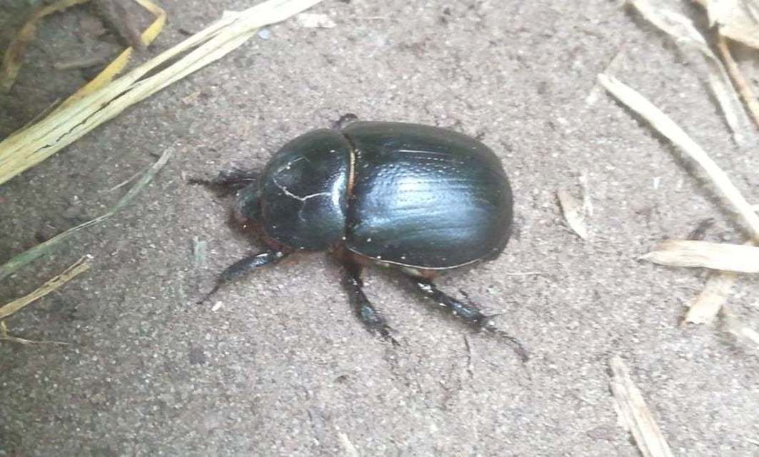 Pentodon idiota - butabogár
