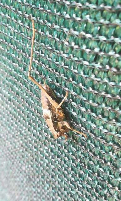 Pholidoptera griseoaptera - szürke avarszöcske
