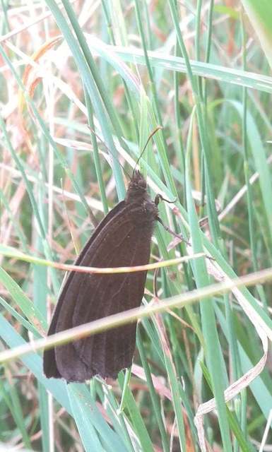 Minois dryas - fekete szemeslepke