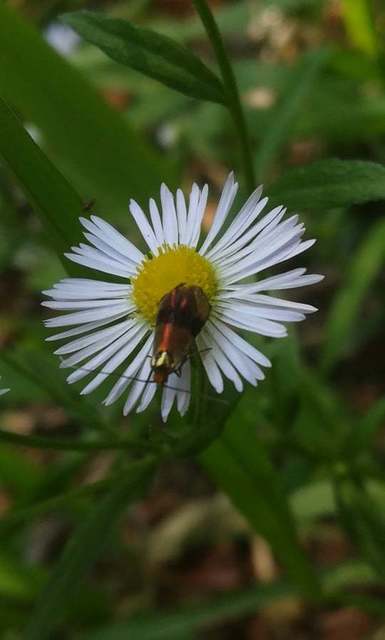 Nemophora