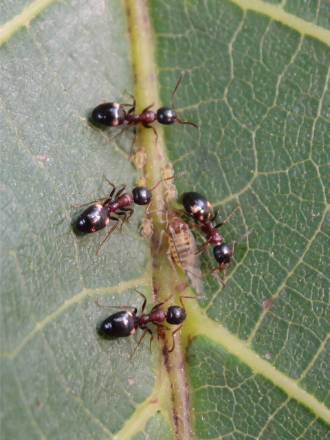 Dolichoderus quadripunctatus - négypettyes erdeihangya