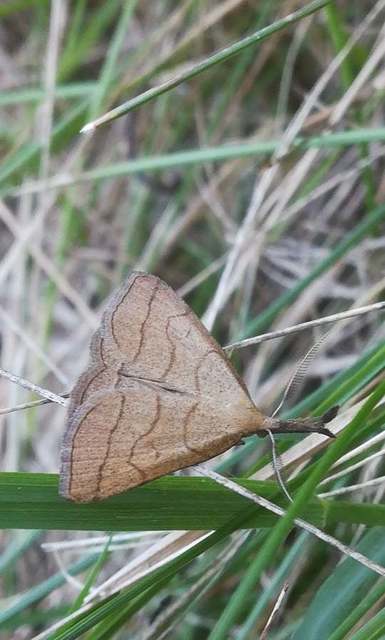 sötétaljú karcsúbagoly - Polypogon tentacularia