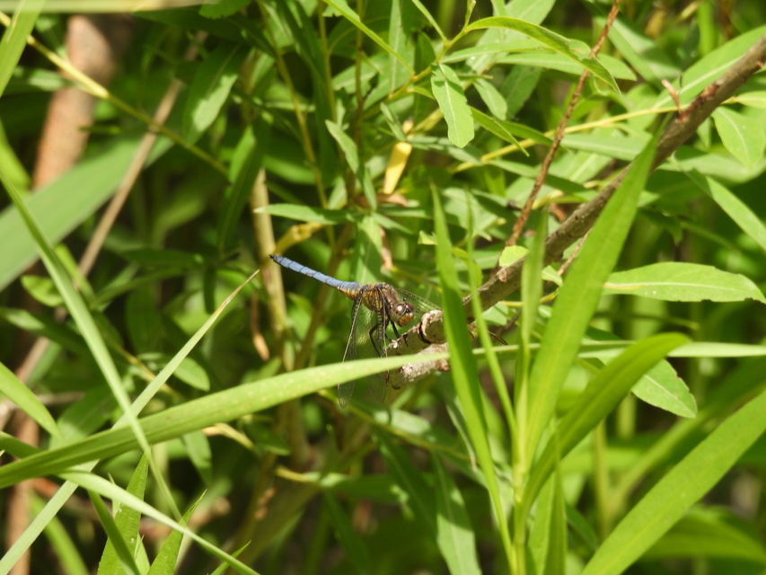 Orthetrum coerulescens - karcsú pásztorszitakötő