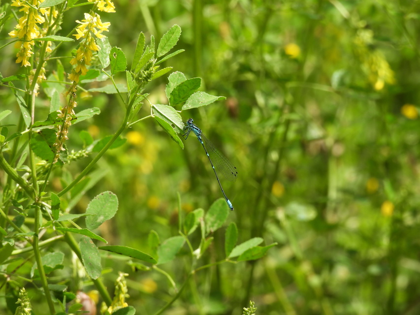 Coenagrion pulchellum - karcsú légivadász