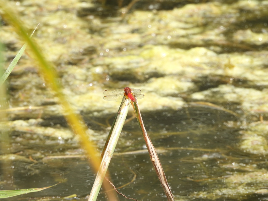 Crocothemis erythraea - skarlát szitakötő