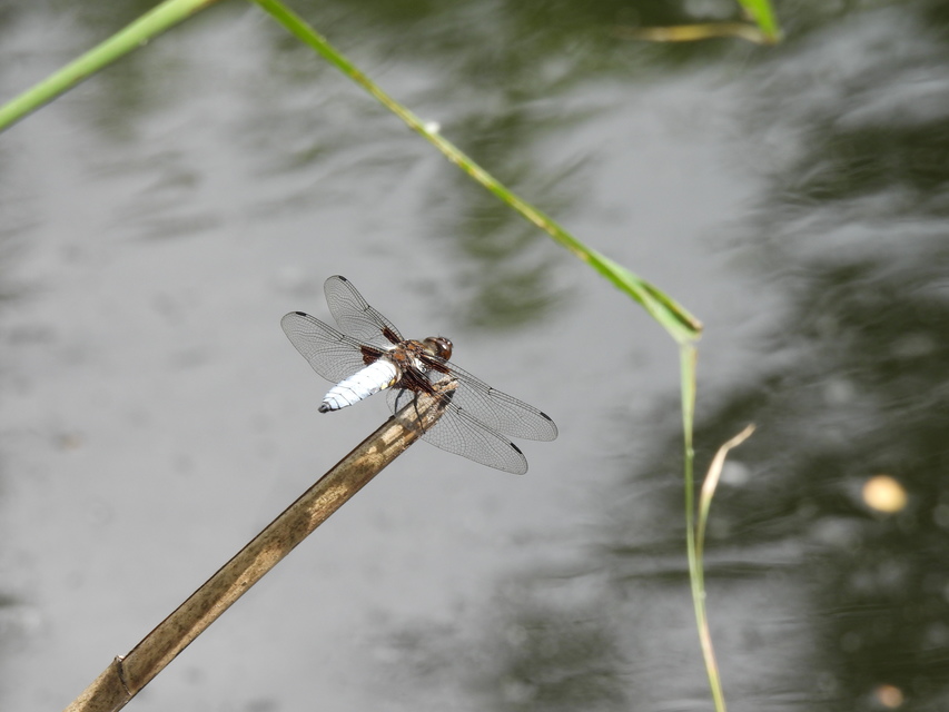 Libellula depressa - széles laposacsa