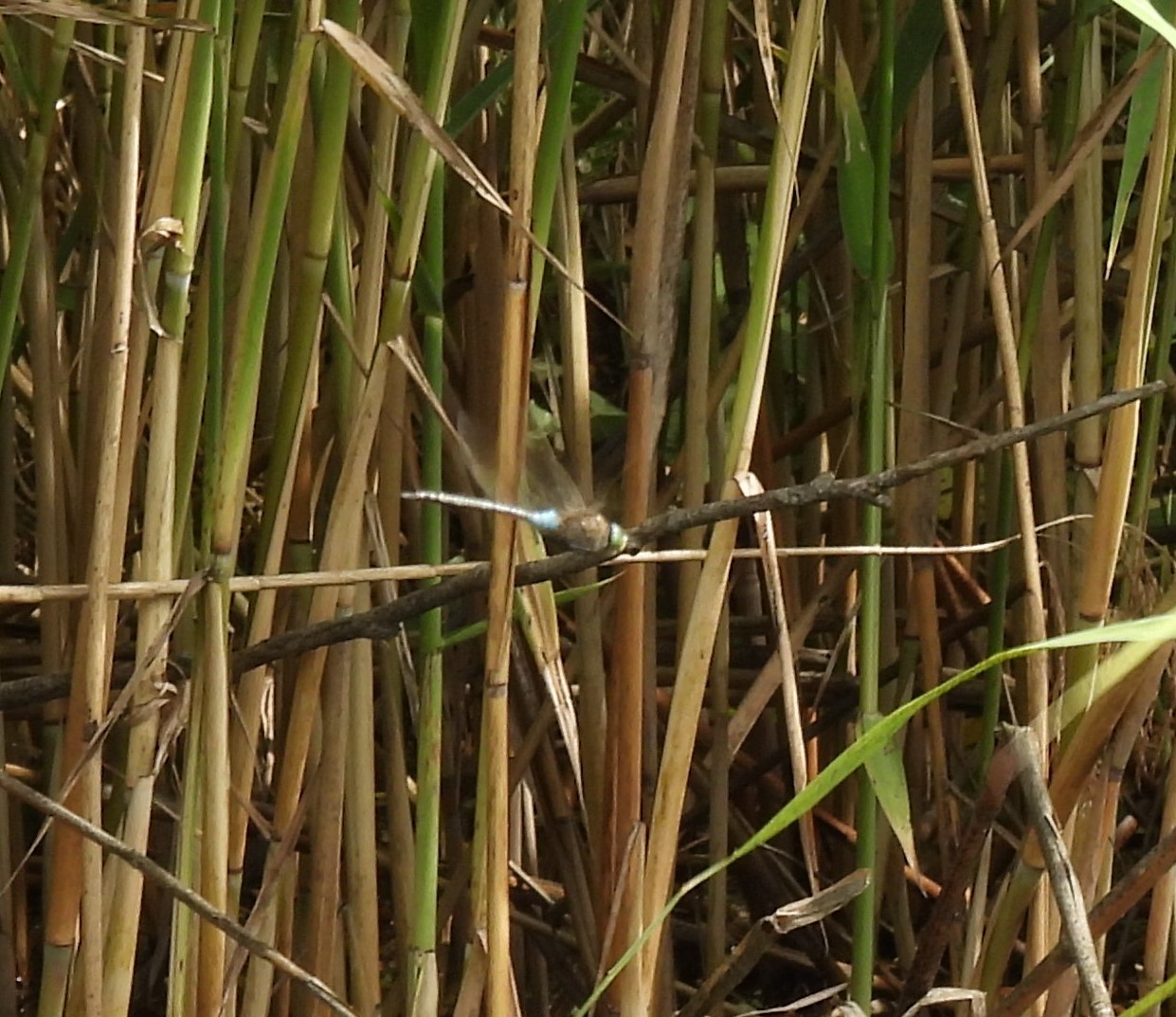 Anax parthenope - barna óriásacsa