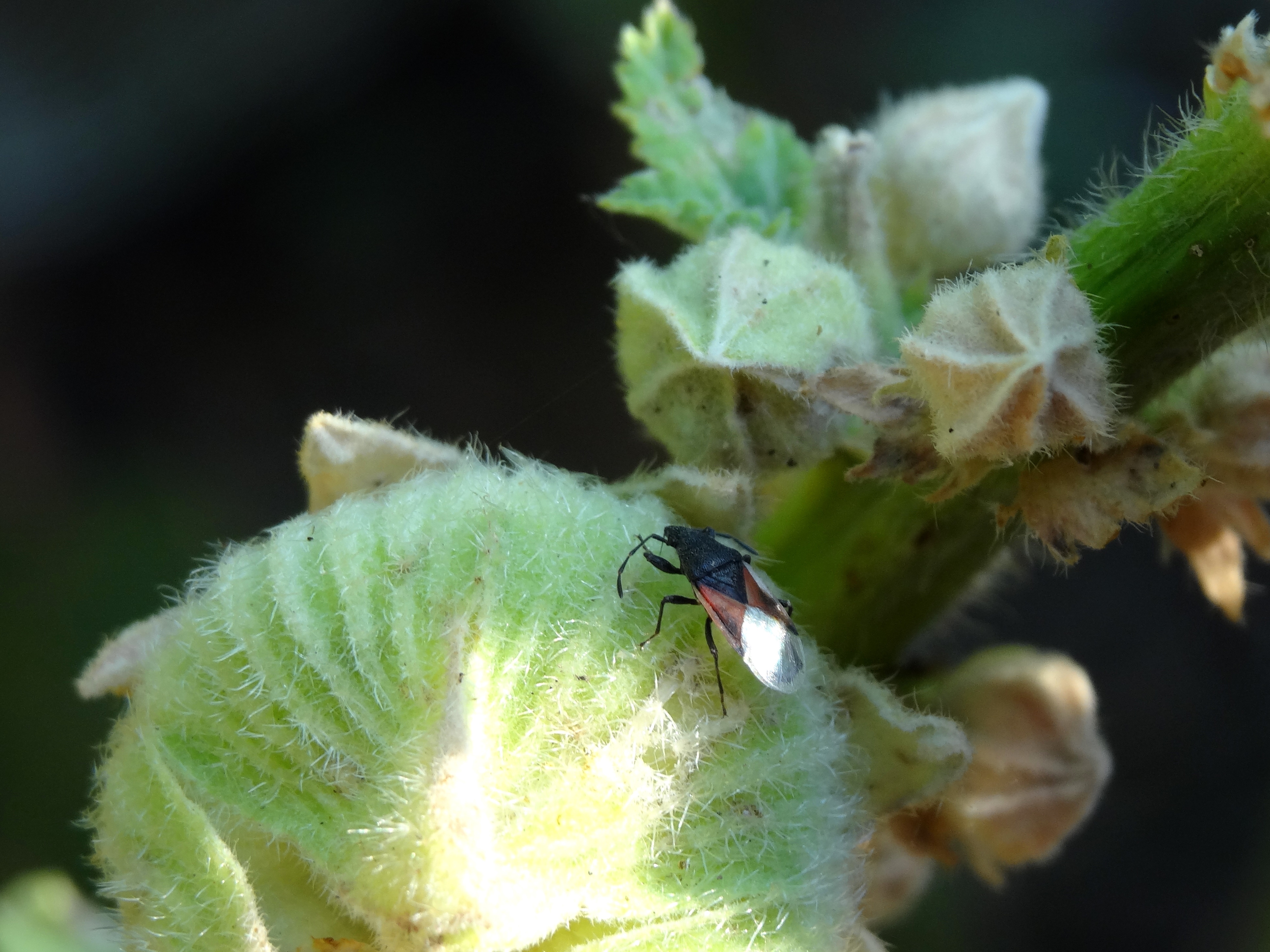 Oxycarenus lavaterae - hársbodobács