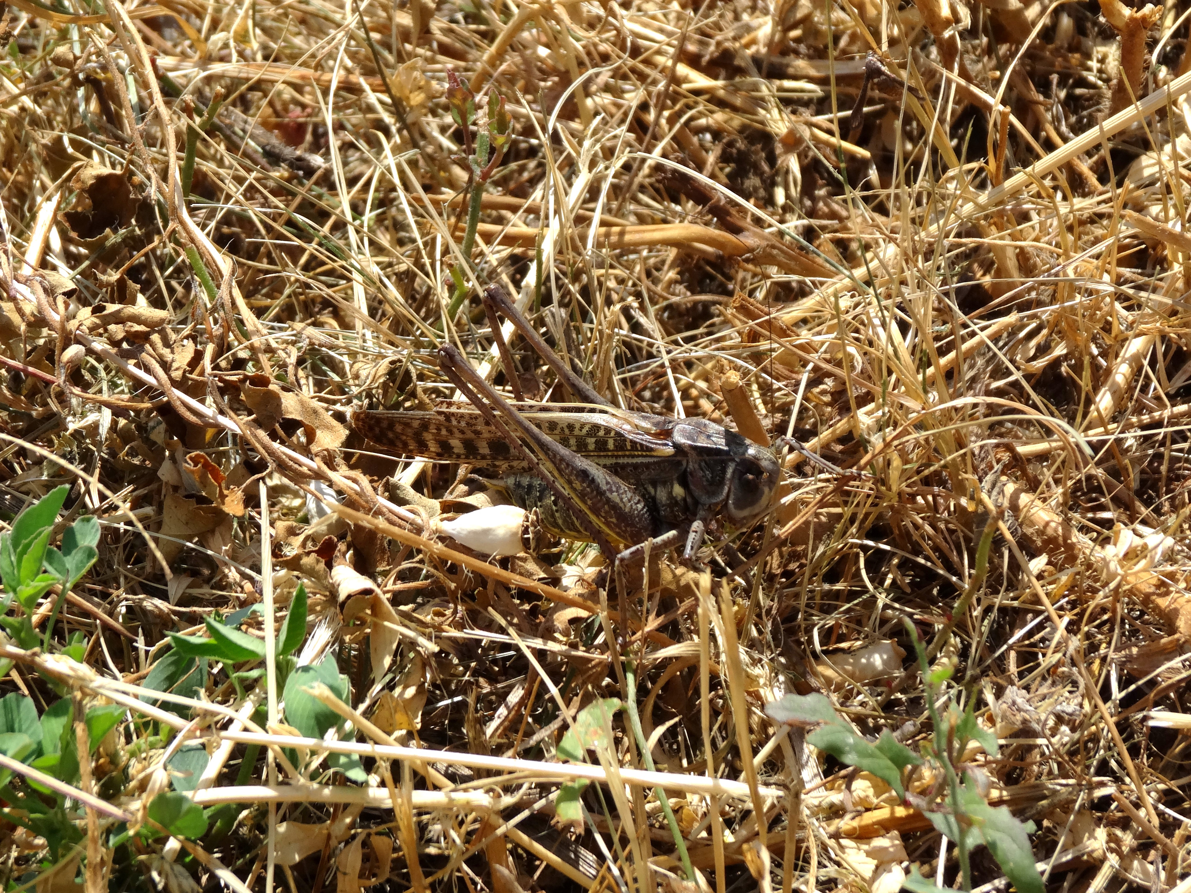 Decticus verrucivorus - szemölcsevő szöcske