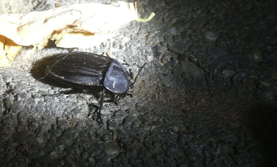 Silpha carinata - karimás dögbogár