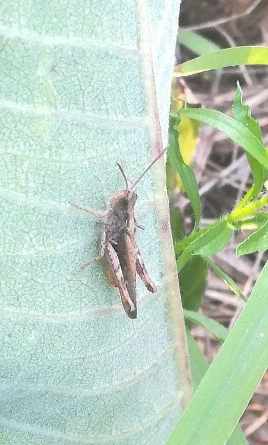 Chorthippus (Glyptobothrus) (subgenus)