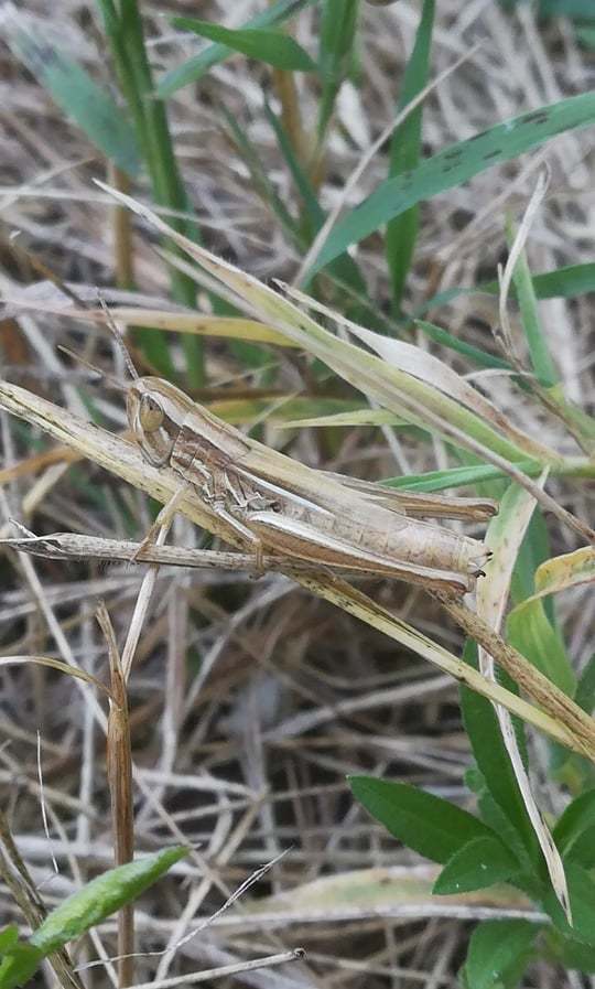 Euchorthippus declivus - rövidszárnyú rétisáska