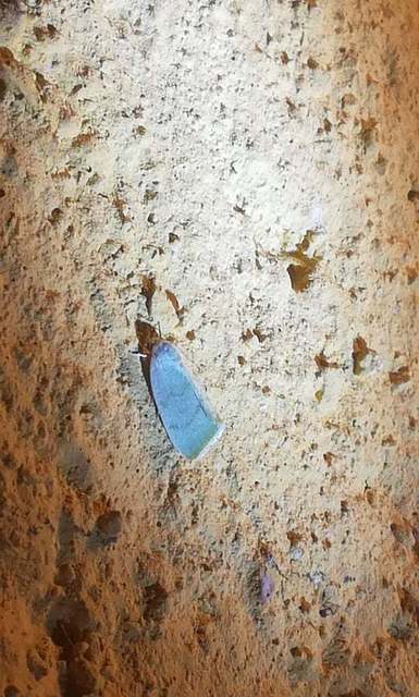 nyárfa-zöldbagoly - Earias vernana